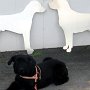                               Skyltar i form av hundar, utfrästa i aluminium